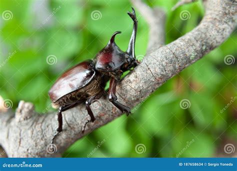 Japanese Rhinoceros Beetle Trypoxylus Dichotomus / Allomyrina ...
