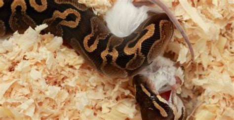 Python Feeding 的图像结果