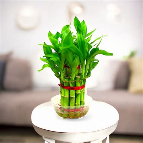 Buy Lucky Bamboo Plants Online in India from plantguru