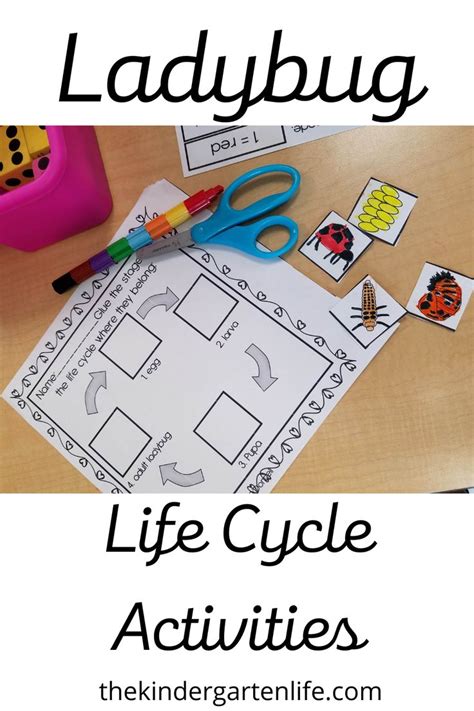 Image result for Ladybug Science Activities