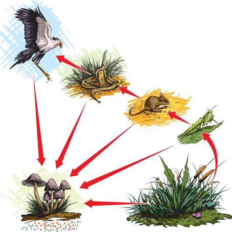 Science Food Chain 的图像结果