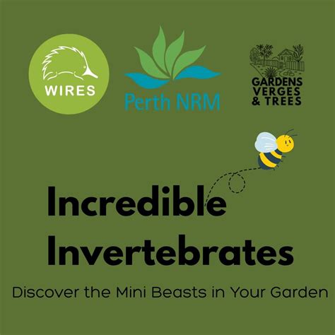 ? Incredible Invertebrates: Discover the Mini Beasts in Your Garden ?️ ...