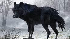 Black Wolf Wallpaper 1920x1080 by Black Wolf Wallpapers Wallpaper Cave Black Wolf Wallpaper 1920x1080