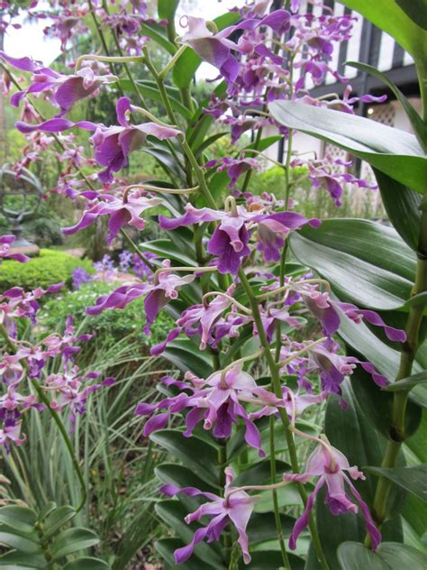 The Dilettante Photographer: Orchids, National Orchid Garden, Singapore ...