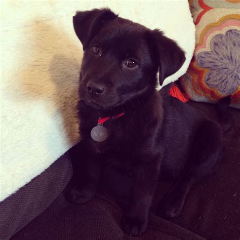 Corgi Lab Retriever Mix at Dawn Jeffrey blog