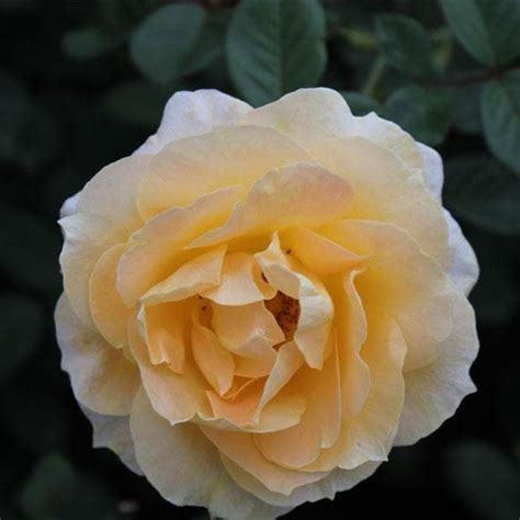 Buy Rose (Light Yellow) - Plant online from Nurserylive at lowest price.