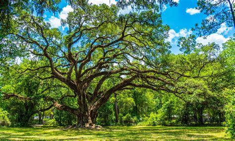 The Different Types of Evergreen Trees - A-Z Animals