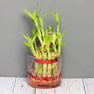 FlowerAura Decorative Two Layer Lucky Bamboo Live Indoor Plant With ...