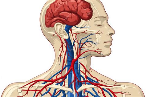 Human Anatomy Illustration Head and Neck Blood Vessels | Premium AI-generated image