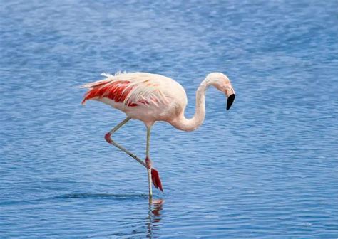 Flamingo Google Classroom Code 的图像结果