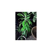 Eaglesford Dracaena Reflexa Pleomele Live Plant)/Song of India Live ...
