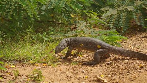 Kaudulla National Park Sri Lanka Houses All Major Wildlife Species