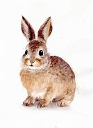 Image result for Baby Rabbit Watercolor