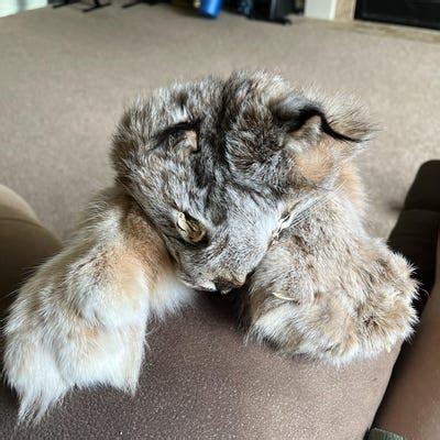 Image result for Common Snapping Turtle Shell