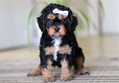 Mia - Cavapoo Puppy for Sale in Fresno, OH | Lancaster Puppies