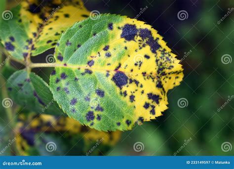 Plant Diseases - Fungal Disease Black Spot of Rose Stock Image - Image ...