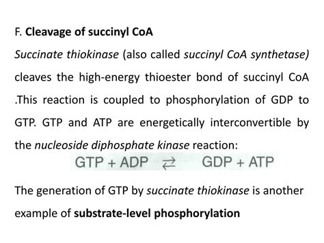 PPT - TCA Cycle: Biochemistry Essentials and Regulatory Steps ...