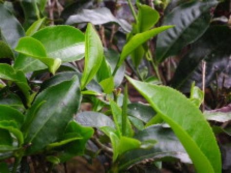 AMBIL SEKARANG