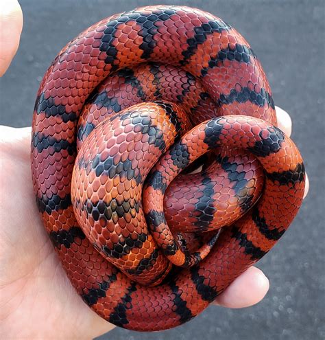 Image result for Ball Python Hybrid