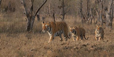 Welcome to Authorise Website of Tadoba-Andhari Tiger Reserve