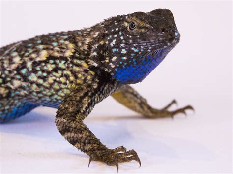 Oregon Blue Belly Lizard