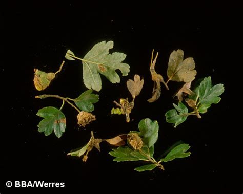 Image result for weißdorn gitterrost