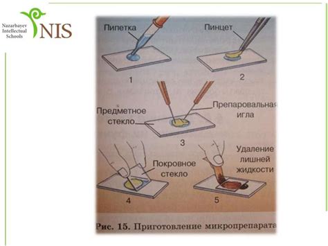 Приготовление микропрепарата - online presentation