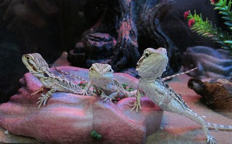 Lizards on rocks in a terrarium free image download