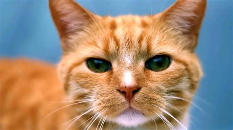 [100+] Ginger Cat Pictures | Wallpapers.com