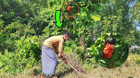 Image result for Exploding Tree Prank