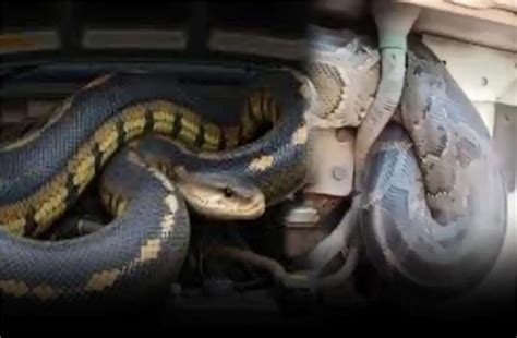 उत्तर प्रदेश से बिहार तक अजगर की 98 किलोमीटर की यात्रा, सोशल मीडिया पर ...