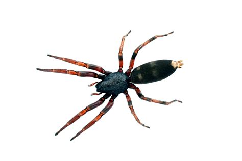 Top 10 most dangerous spiders in Australia - First Aid Course
