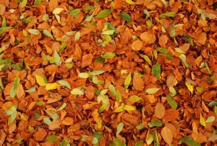 Ground Loop Currents 的图像结果