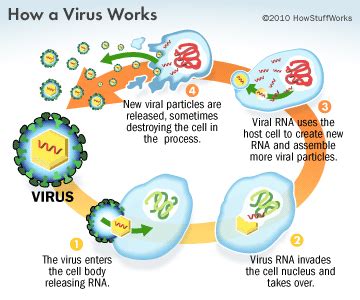 Image result for How Do Viruses Work