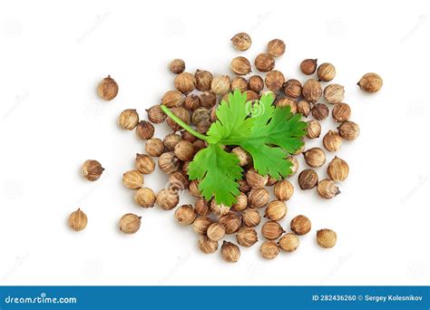 Dried Coriander In Spanish at William Behm blog