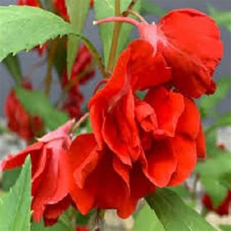 Balsam red double layered plant – Santhi Online Plants