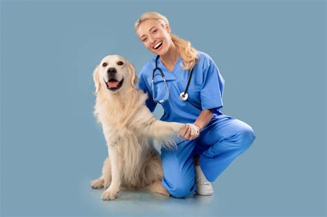Golden Retriever Health Issues: Insights and Strategies for Optimal ...