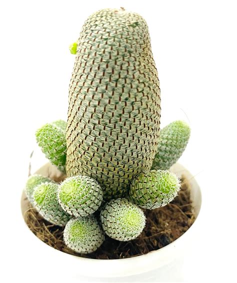 Rebutia heliosa – Dream Green