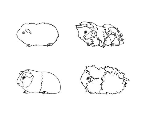 Rex Guinea Pig