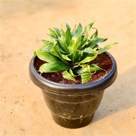 Free Next Day Delivery | Dracaena Compacta in 8 Inch Black Classy ...