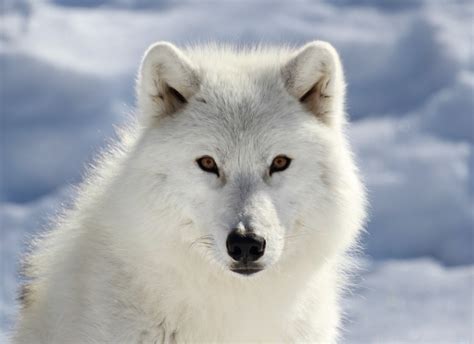 Arctic Wolves 的图像结果