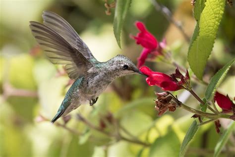 Hummingbirds Favorite Flowers