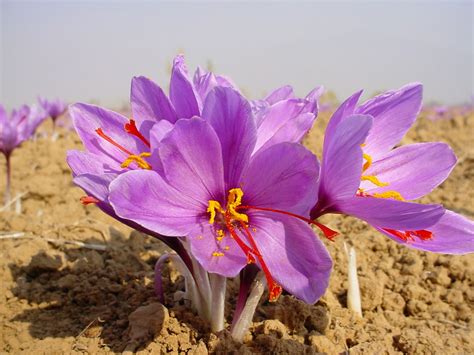 Health benefits of Saffron - Health Benefits