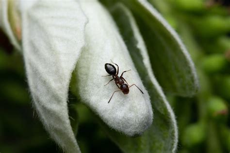 Carpenter Ants - Golden Hills Pest control