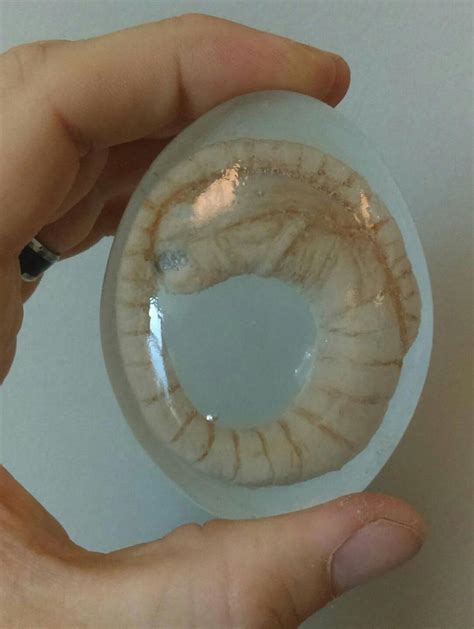 Image result for Alien Baby Stomach