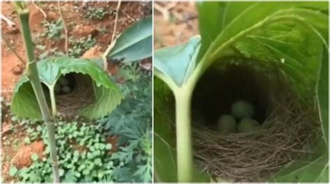 Bird builds nest inside leaf. Viral video leaves Internet amazed ...