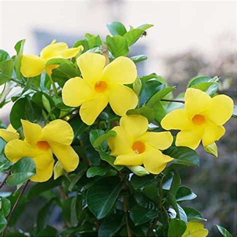 Yellow Mandevilla Sanderi Seeds Perennial Annual Evergreen Ornamental ...