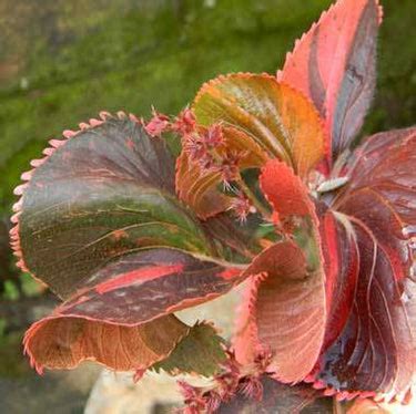 Buy Acalypha Copper Plant - Accalipha Twisted Red online at best price