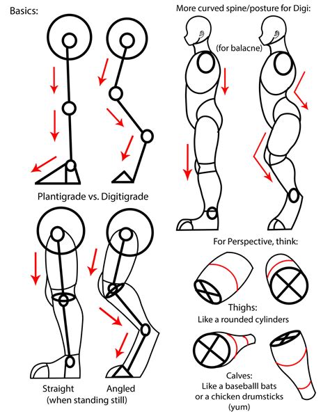 Plantigrade and Digitigrade Legs by AnimeJordin1 on DeviantArt