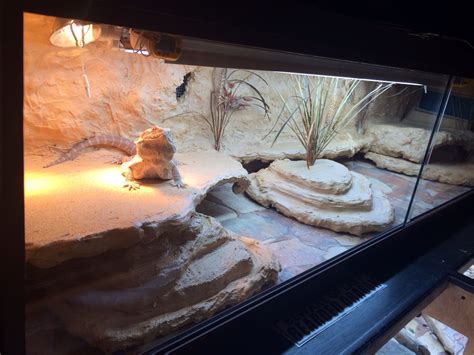 Diy Bearded Dragon Enclosure Ideas at Jack Waller blog
